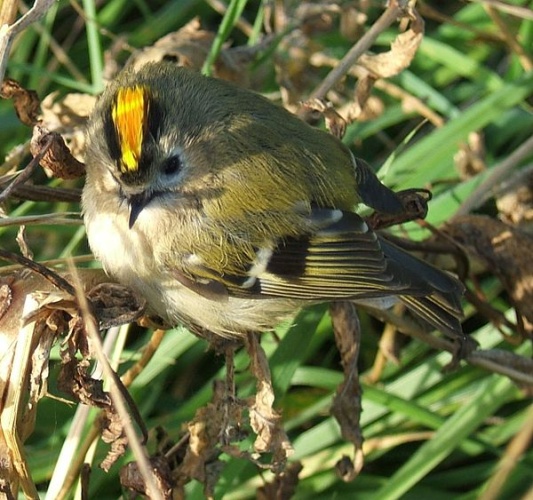 Goldcrest © No machine-readable author provided. <a href="//commons.wikimedia.org/wiki/User:MPF" title="User:MPF">MPF</a> assumed (based on copyright claims).