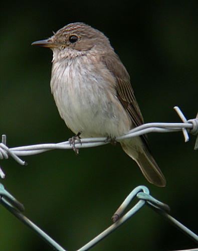 Spotted Flycatcher &copy; <a href="https://en.wikipedia.org/wiki/User:A.C.Easton" class="extiw" title="en:User:A.C.Easton">Andrew Easton</a>