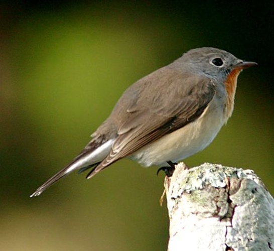 Red-breasted Flycatcher © 