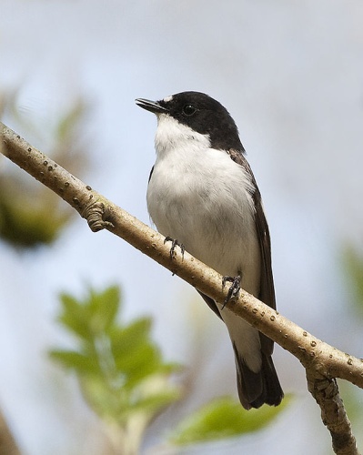European Pied Flycatcher &copy; <a rel="nofollow" class="external text" href="https://www.flickr.com/photos/57155487@N05">Mark Medcalf</a>