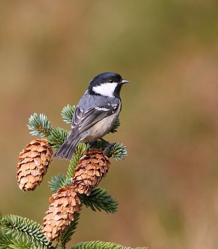 Periparus ater © <a href="//commons.wikimedia.org/w/index.php?title=User:Marton_Berntsen&amp;action=edit&amp;redlink=1" class="new" title="User:Marton Berntsen (page does not exist)">Marton Berntsen</a>