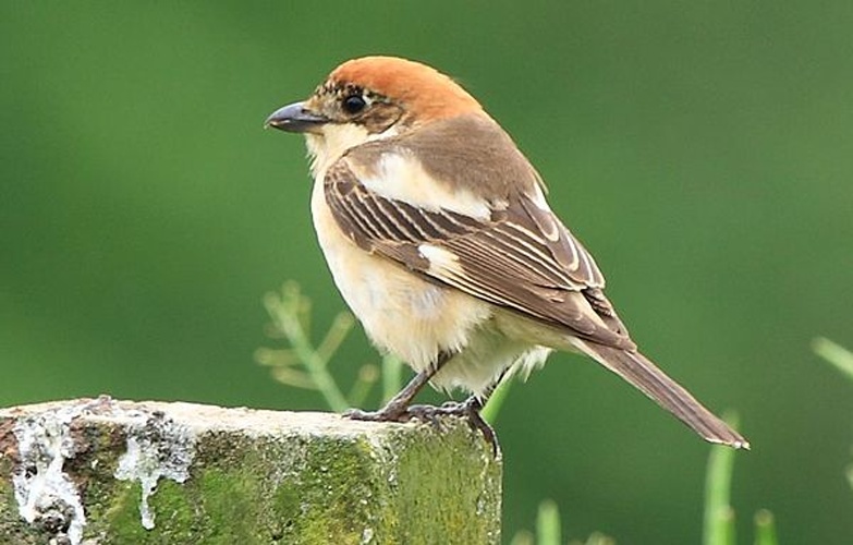 Woodchat Shrike &copy; <ul>
<li>
<a href="//commons.wikimedia.org/wiki/File:Lanius_senator01.jpg" title="File:Lanius senator01.jpg">Lanius_senator01.jpg</a>: chausinho</li>
<li>derivative work: <a href="//commons.wikimedia.org/wiki/User:Bogbumper" title="User:Bogbumper">Bogbumper</a> (<a href="//commons.wikimedia.org/wiki/User_talk:Bogbumper" title="User talk:Bogbumper"><span class="signature-talk">talk</span></a>)</li>
</ul>