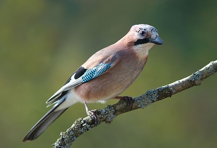 Eurasian Jay &copy; <a href="//commons.wikimedia.org/wiki/User:Lviatour" title="User:Lviatour">Luc Viatour</a>