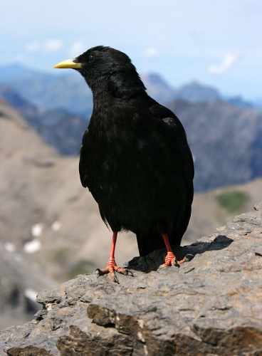 Alpine Chough &copy; <a rel="nofollow" class="external text" href="https://www.flickr.com/people/85454639@N00">Jim Higham</a> from UK
