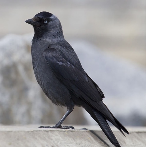 Western Jackdaw &copy; <a rel="nofollow" class="external text" href="http://photo-natur.de">Andreas Trepte</a>