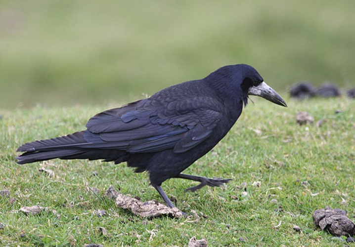 Rook &copy; <a rel="nofollow" class="external text" href="https://www.flickr.com/photos/32659528@N00">Brian Snelson</a> from Hockley, Essex, England