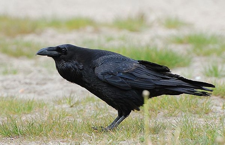 Corvus corax &copy; <a href="//commons.wikimedia.org/w/index.php?title=User:Accipiter&amp;action=edit&amp;redlink=1" class="new" title="User:Accipiter (page does not exist)">Accipiter</a> (R. Altenkamp, Berlin)