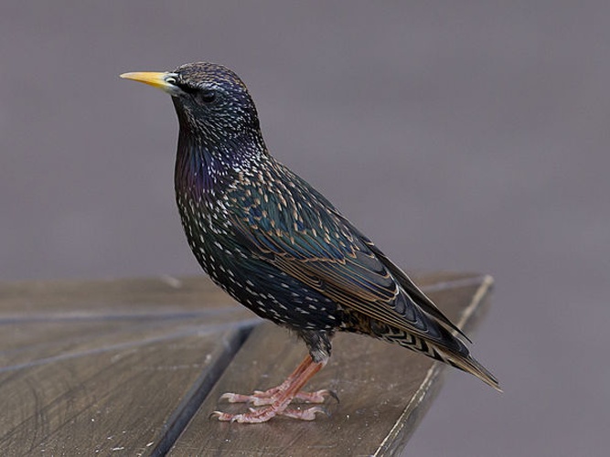 Common Starling &copy; <a href="//commons.wikimedia.org/wiki/User:PierreSelim" title="User:PierreSelim">PierreSelim</a>