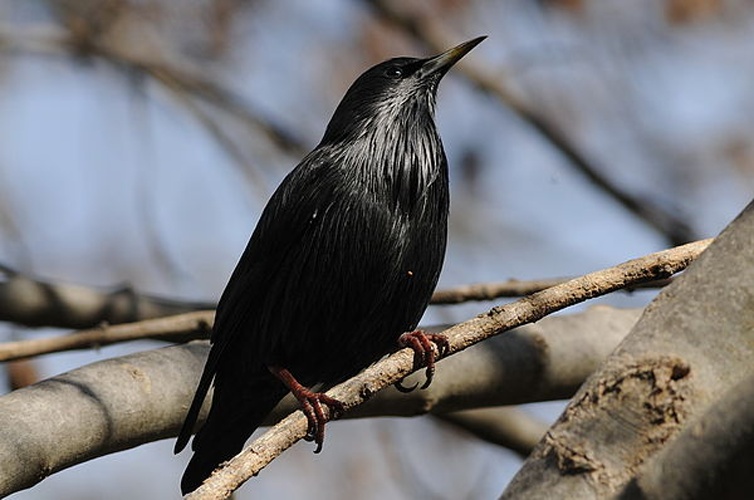 Spotless Starling © <a href="//commons.wikimedia.org/wiki/User:Luis_Egido" title="User:Luis Egido">Luis Egido</a>