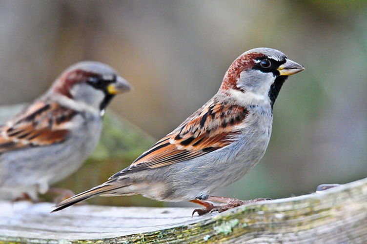 House Sparrow &copy; <a rel="nofollow" class="external text" href="https://picasaweb.google.com/Jack.Williamson.Jr">Jack Williamson, Jr</a>