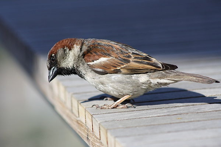 Passer domesticus domesticus &copy; <a rel="nofollow" class="external text" href="https://www.flickr.com/photos/7259030@N07">David Lofink</a> from Anaheim
