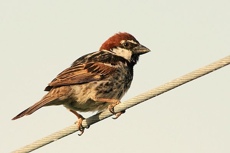 Spanish sparrow &copy; <a href="//commons.wikimedia.org/wiki/User:Cesco77" title="User:Cesco77">Cesco77</a> (Francesco Canu)