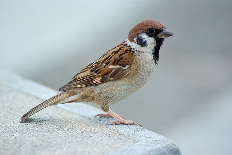 Passer montanus &copy; <a href="//commons.wikimedia.org/wiki/User:Laitche" title="User:Laitche">Laitche</a>
