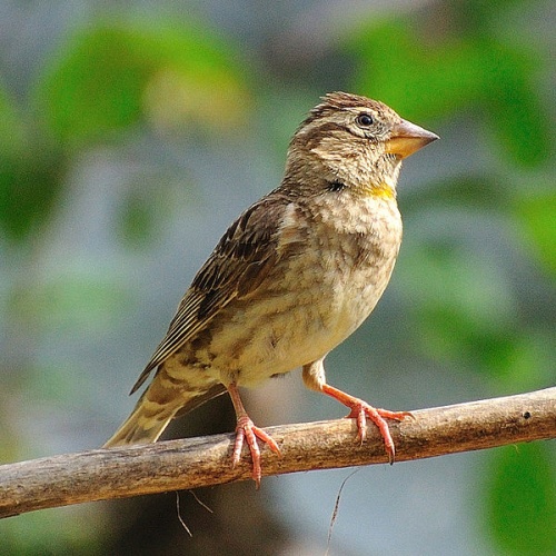 Rock Sparrow &copy; <ul>
<li>
<a href="//commons.wikimedia.org/wiki/File:Petronia_petronia_-Ariege,_Midi-Pyrenee,_France-8.jpg" title="File:Petronia petronia -Ariege, Midi-Pyrenee, France-8.jpg">Petronia_petronia_-Ariege,_Midi-Pyrenee,_France-8.jpg</a>: <a rel="nofollow" class="external text" href="https://www.flickr.com/people/79805947@N02">Sandra</a> from France</li>
<li>derivative work: <a href="//commons.wikimedia.org/wiki/User:Snowmanradio" title="User:Snowmanradio">Snowmanradio</a>
</li>
</ul>