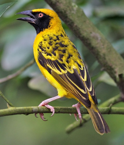 Village Weaver &copy; <a href="//commons.wikimedia.org/wiki/User:Dougjj" title="User:Dougjj">Doug Janson</a>