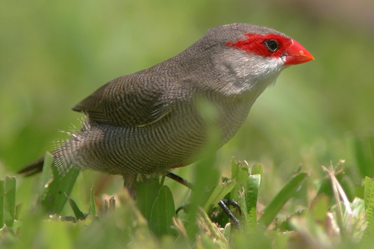 Common Waxbill &copy; André Simons