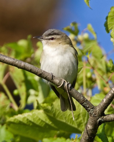 Red-eyed Vireo &copy; <a rel="nofollow" class="external text" href="https://www.flickr.com/people/13836948@N04">John Benson</a> from Madison WI