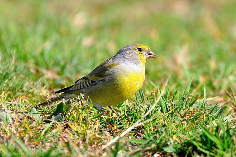 Citril Finch © <a rel="nofollow" class="external text" href="https://www.flickr.com/people/79805947@N02">Sandra</a> from France