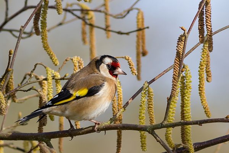 European Goldfinch © <div class="fn value">
<a href="//commons.wikimedia.org/wiki/User:Kookaburra_81" title="User:Kookaburra 81">Pierre Dalous</a>
</div>