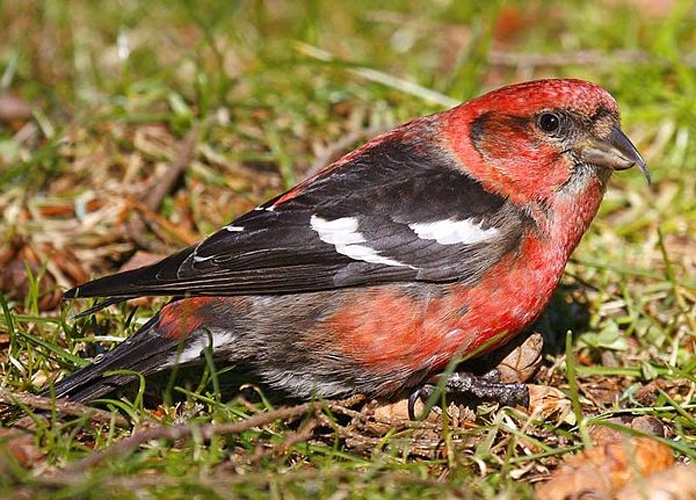 Two-barred Crossbill &copy; John Harrison at <a rel="nofollow" class="external free" href="https://www.flickr.com/photos/15512543@N04/">https://www.flickr.com/photos/15512543@N04/</a>