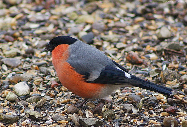 Eurasian Bullfinch © 