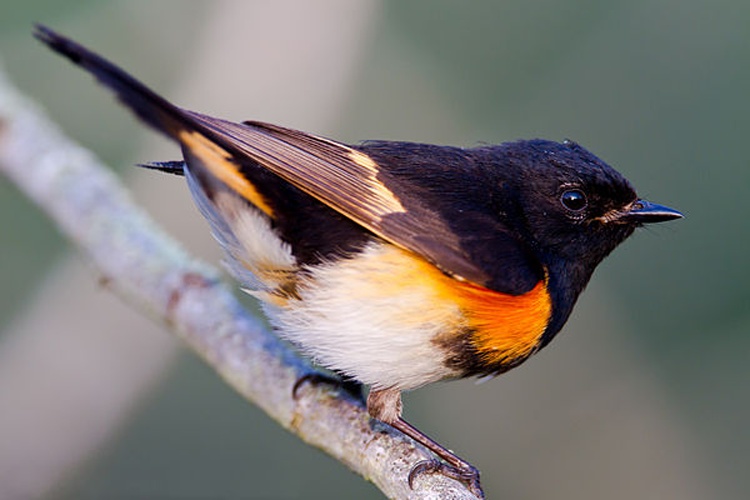 American Redstart © <a rel="nofollow" class="external text" href="https://flickr.com/people/10017367@N03">Dan Pancamo</a>