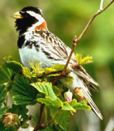 Lapland Longspur &copy; 