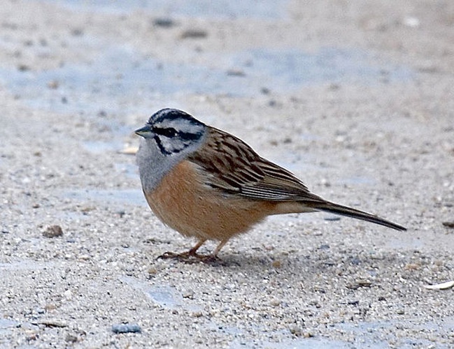 Rock Bunting &copy; <a rel="nofollow" class="external text" href="https://www.flickr.com/people/28820410@N03">Martien Brand</a> from Mariënberg, The Netherlands