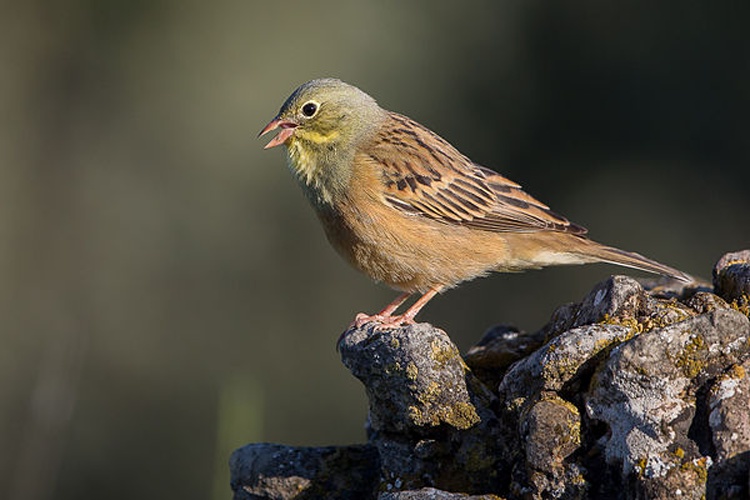 Ortolan Bunting &copy; <div class="fn value">
<a href="//commons.wikimedia.org/wiki/User:Kookaburra_81" title="User:Kookaburra 81">Pierre Dalous</a>
</div>