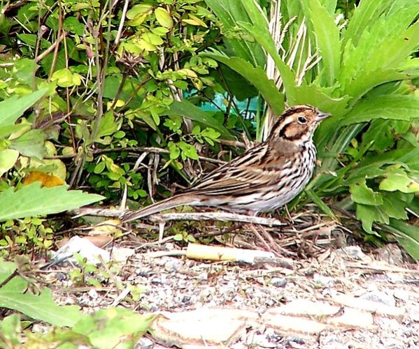 Little Bunting © Charles Lam, Flickr User