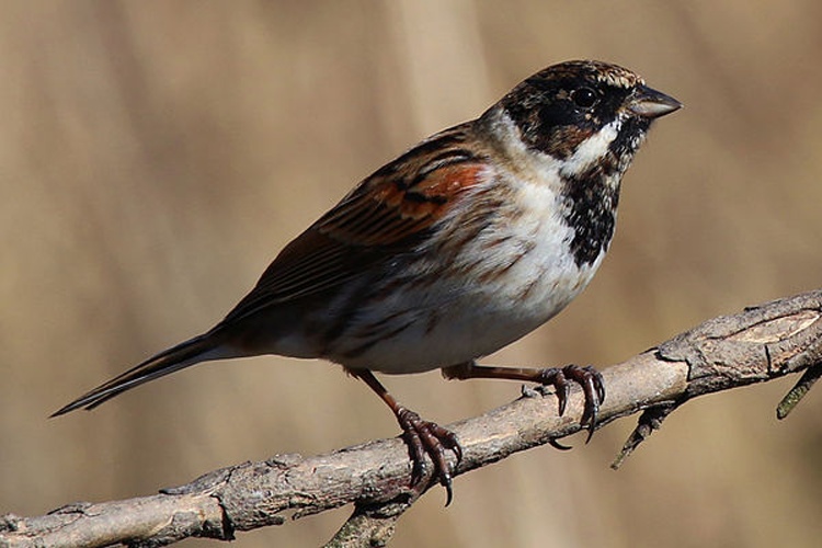 Reed Bunting © <bdi>Charles J Sharp
</bdi>