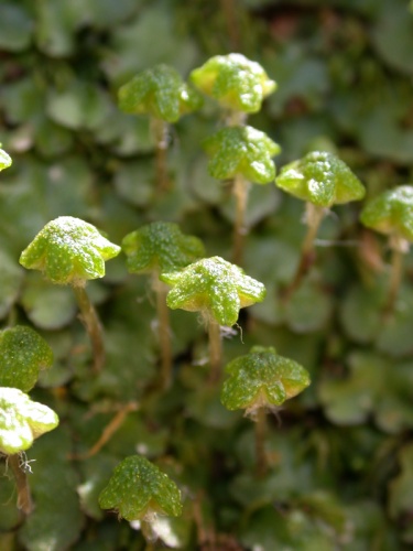 Reboulia hemisphaerica &copy; Gideon Pisanty (<a href="//commons.wikimedia.org/wiki/User:Gidip" title="User:Gidip">Gidip</a>)