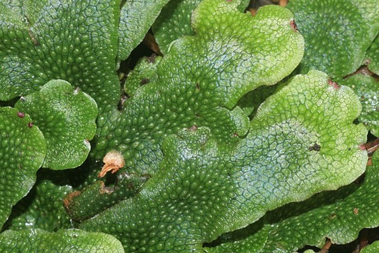 Conocephalum conicum &copy; <a href="//commons.wikimedia.org/wiki/User:HermannSchachner" title="User:HermannSchachner">HermannSchachner</a>