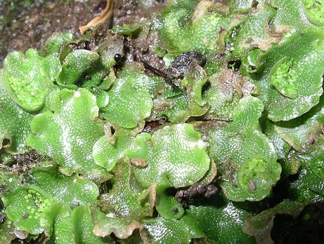 Lunularia cruciata &copy; 