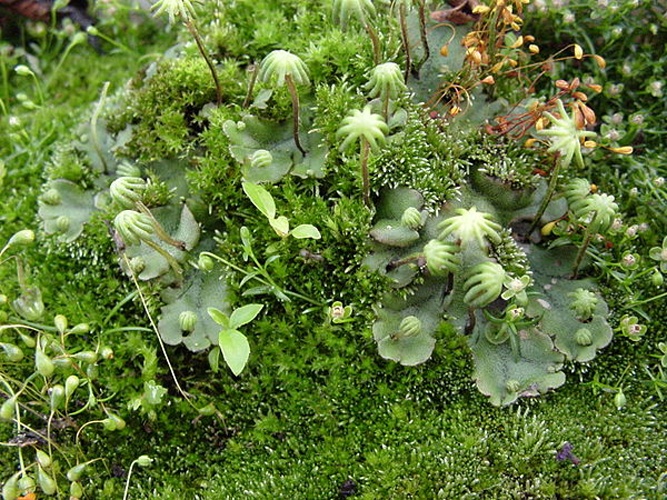 Marchantia polymorpha &copy; Manfred Morgner (<a href="//commons.wikimedia.org/wiki/User:Morgner" title="User:Morgner">ka-em-zwei-ein</a>)