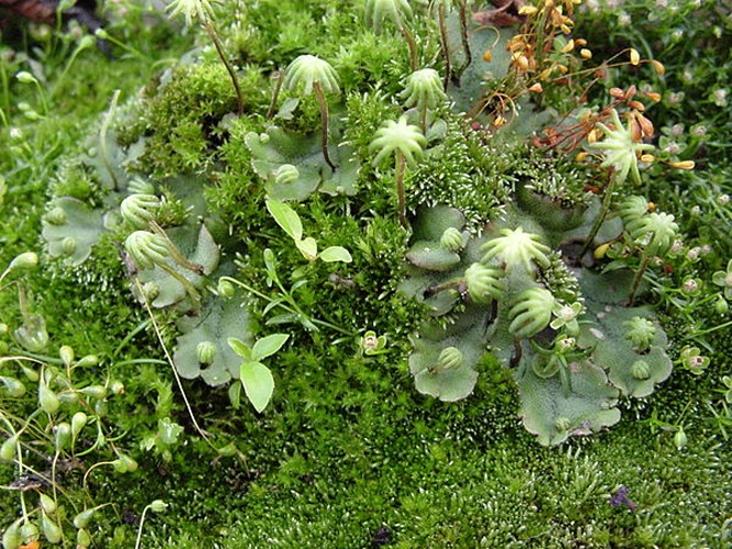 Marchantia polymorpha © Manfred Morgner (<a href="//commons.wikimedia.org/wiki/User:Morgner" title="User:Morgner">ka-em-zwei-ein</a>)