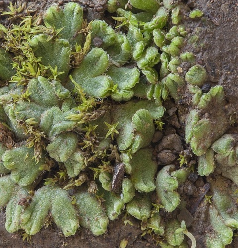 Riccia beyrichiana &copy; <bdi><a href="https://www.wikidata.org/wiki/Q58195447" class="extiw" title="d:Q58195447">John Game</a>
</bdi>