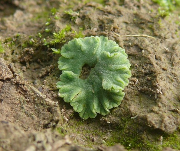 Riccia glauca &copy; <a href="//commons.wikimedia.org/wiki/User:BerndH" title="User:BerndH">BerndH</a>