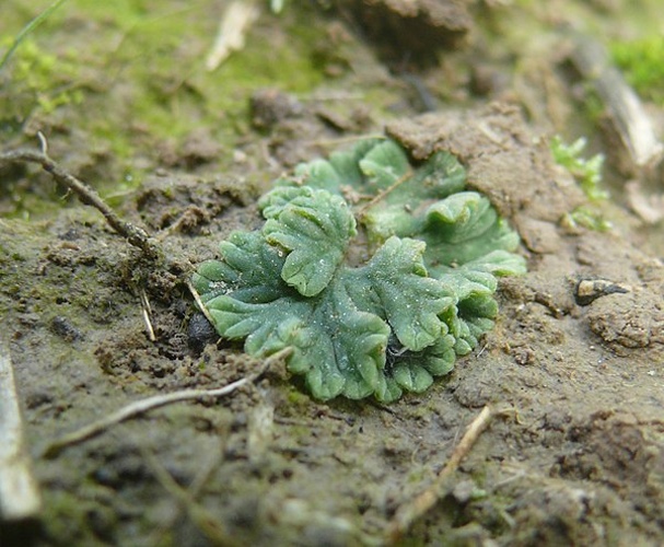 Riccia sorocarpa &copy; <a href="//commons.wikimedia.org/wiki/User:BerndH" title="User:BerndH">BerndH</a>