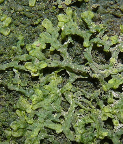 Metzgeria conjugata © <a href="//commons.wikimedia.org/wiki/User:BerndH" title="User:BerndH">Bernd Haynold</a>