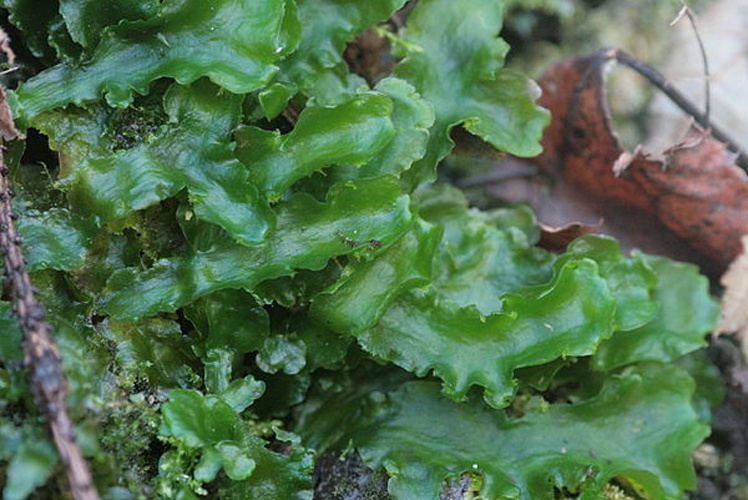 Aneura pinguis &copy; <a href="//commons.wikimedia.org/wiki/User:HermannSchachner" title="User:HermannSchachner">HermannSchachner</a>