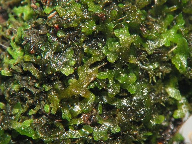 Riccardia chamedryfolia &copy; Kristian Peters (<a href="//commons.wikimedia.org/wiki/User:Fabelfroh" title="User:Fabelfroh">Fabelfroh</a>)