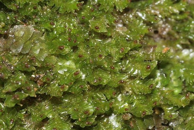 Tritomaria exsecta © <a href="//commons.wikimedia.org/wiki/User:HermannSchachner" title="User:HermannSchachner">HermannSchachner</a>