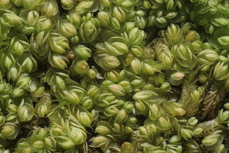 Nardia scalaris &copy; <a href="//commons.wikimedia.org/wiki/User:HermannSchachner" title="User:HermannSchachner">HermannSchachner</a>