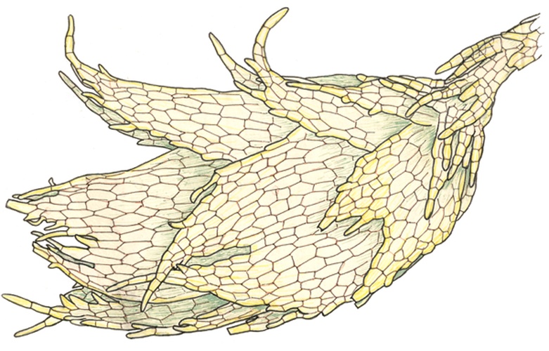 Marsupella sprucei &copy; PAvdK