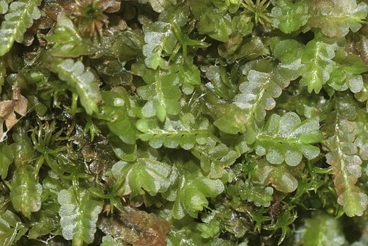 Pedinophyllum interruptum &copy; <a href="//commons.wikimedia.org/wiki/User:HermannSchachner" title="User:HermannSchachner">HermannSchachner</a>