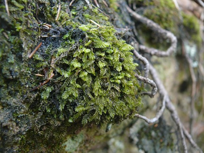 Plagiochila porelloides &copy; <a href="//commons.wikimedia.org/wiki/User:BerndH" title="User:BerndH">BerndH</a>