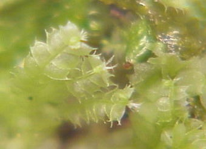Lophocolea bidentata &copy; 