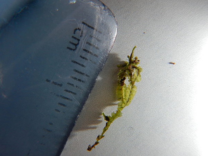 Lophocolea heterophylla &copy; <a href="//commons.wikimedia.org/w/index.php?title=User:Jiainmac&amp;action=edit&amp;redlink=1" class="new" title="User:Jiainmac (page does not exist)">Jiainmac</a>