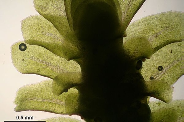 Diplophyllum albicans © <a href="//commons.wikimedia.org/wiki/User:HermannSchachner" title="User:HermannSchachner">HermannSchachner</a>